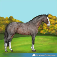 Horse Color:Liver Red Roan Splash