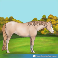 Horse Color:Gold Champagne Pearl Rabicano  and Gold Champagne Pearl Splash Rabicano 