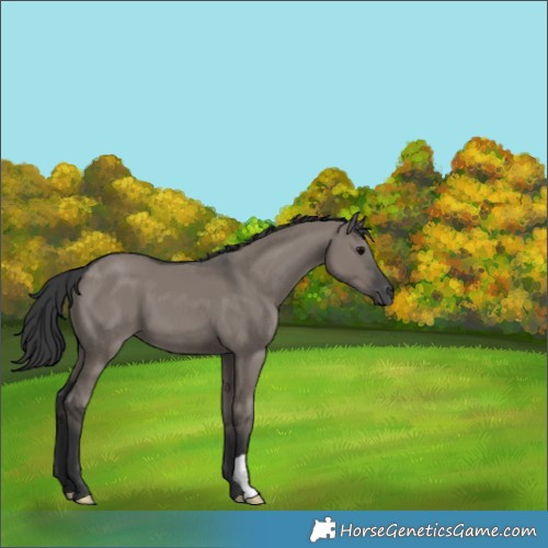 Horse Color:Grullo 