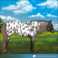 Horse Color:Liver Red Roan Near Leopard 