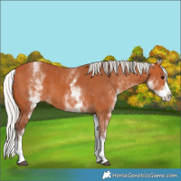 Horse Color:White Spotted Silver Bay Splash 