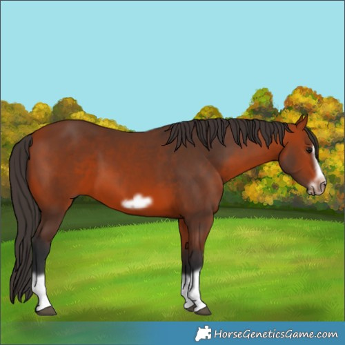 Horse Color:Bay Splash Frame