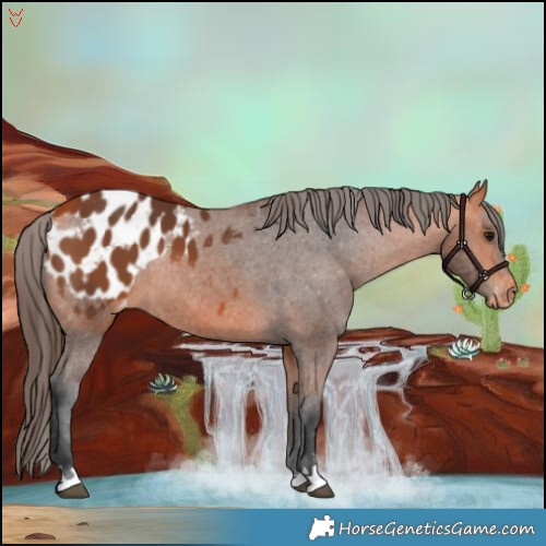 Horse Color:Bay Appaloosa Rabicano 