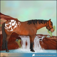 Horse Color:Bay Appaloosa Rabicano 