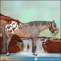 Horse Color:Bay Appaloosa Rabicano 
