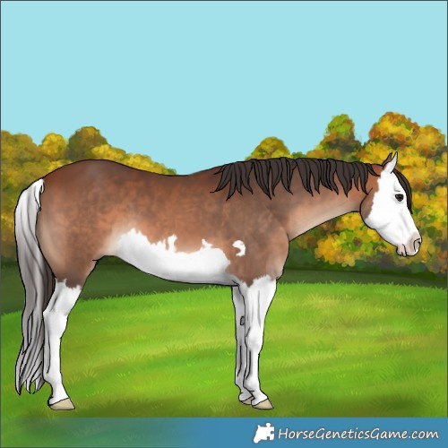 Horse Color:Bay Splash 