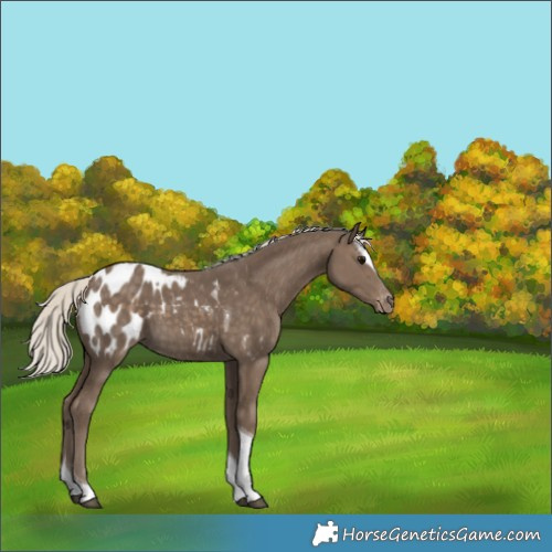 Horse Color:Silver Smoky Black Sabino Tobiano Appaloosa 