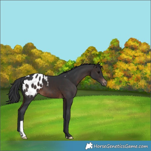 Horse Color:Brown Appaloosa 