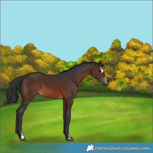 Horse Color:Brown Sabino 
