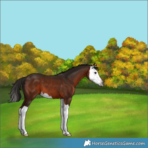 Horse Color:Gray Bay Splash 