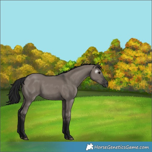 Horse Color:Gray Grullo Sabino 