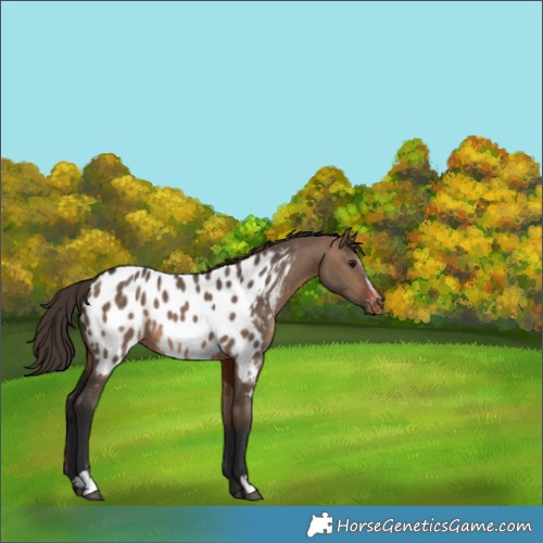 Horse Color:Brown Dun Sabino Near Leopard 