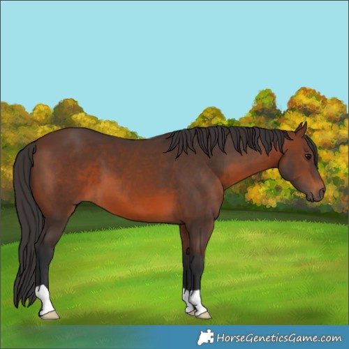 Horse Color:Brown 