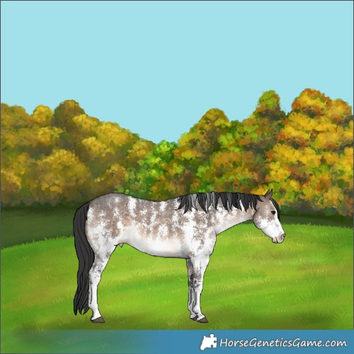 Horse Color:Brown Dun Sabino Appaloosa 
