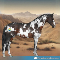 Horse Color:White Spotted Brown Rabicano 