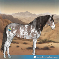 Horse Color:Liver Chestnut Sabino 