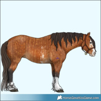 Horse Color:Buckskin Sabino Rabicano and Buckskin Sabino Splash Rabicano