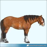 Horse Color:Buckskin Sabino Rabicano  and Buckskin Sabino Splash Rabicano 