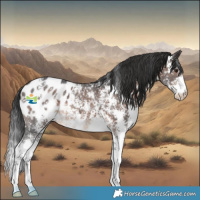 Horse Color:Brown Mushroom Sabino Appaloosa 