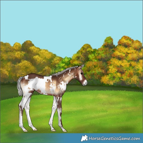 Horse Color:White Spotted Silver Brown Onyx 