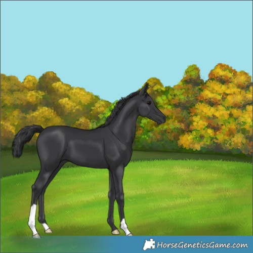 Horse Color:Black 