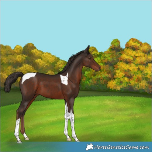 Horse Color:Liver Chestnut Tobiano 