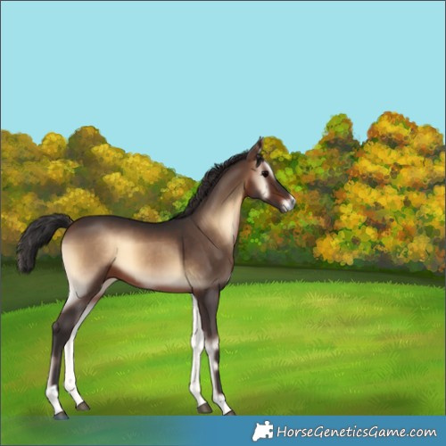 Horse Color:Brown Onyx 