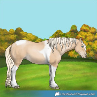 Horse Color:Palomino Pearl Tobiano