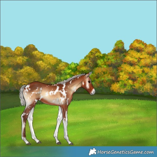 Horse Color:White Spotted Silver Brown Onyx 