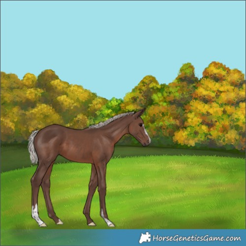 Horse Color:Silver Black Sabino 