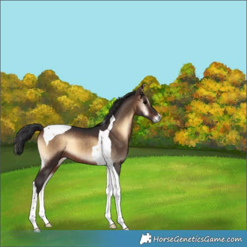 Horse Color:Brown Onyx Tobiano 