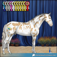 Horse Color:White Spotted Chocolate Palomino Dun Mushroom Appaloosa 