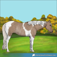 Horse Color:Silver Grullo Tobiano Rabicano
