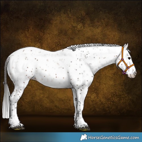 Horse Color:Bay Sabino 