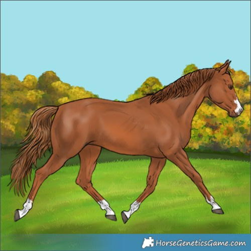 Horse Color:Unknown 
