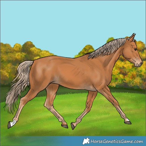Horse Color:Unknown 