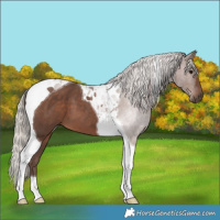Horse Color:Silver Black Tobiano