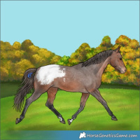 Horse Color:Bay Appaloosa 