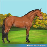 Horse Color:Bay 