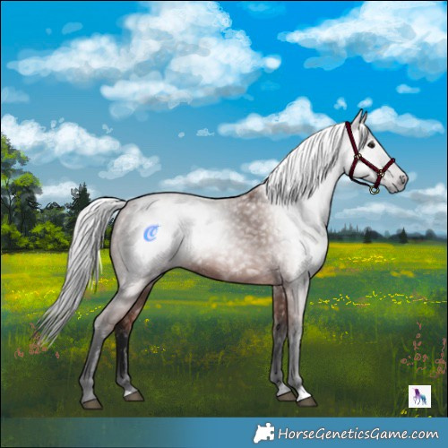 Horse Color:Gray Bay 