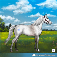 Horse Color:Gray Bay