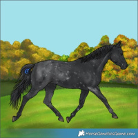 Horse Color:Black 