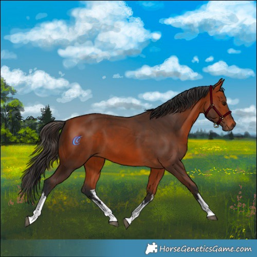 Horse Color:White Spotted Bay 