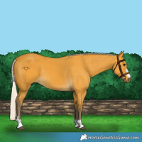 Horse Color:Silver Buckskin 