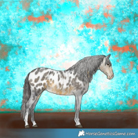 Horse Color:Buckskin Roan Sabino Near Leopard Rabicano 