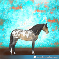 Horse Color:Buckskin Roan Sabino Appaloosa Rabicano 
