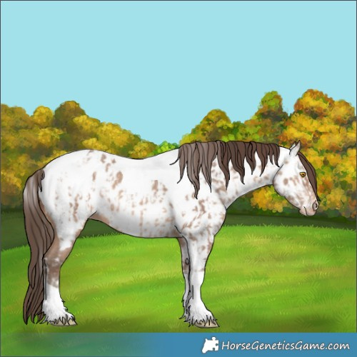 Horse Color:Amber Champagne Sabino Tobiano Appaloosa  and Amber Champagne Sabino Tobiano Appaloosa 