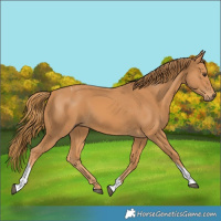 Horse Color:Chestnut Tobiano