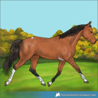 Horse Color:Bay Tobiano 