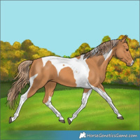 Horse Color:Chestnut Tobiano 